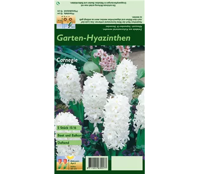 Hyazinthe 'Carnegie'