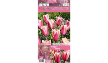 Blumenzwiebel Set 'Pink Paradies'