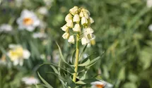 Fritillaria persica 'Ivory Bells'