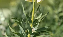 Fritillaria persica 'Ivory Bells'