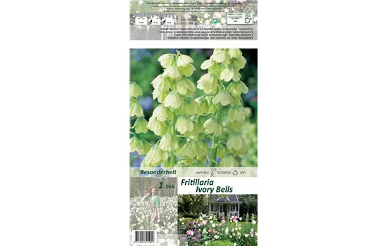 Garten-Kaiserkrone 'Ivory Bells'