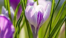 Crocus vernus 'King of the Striped'