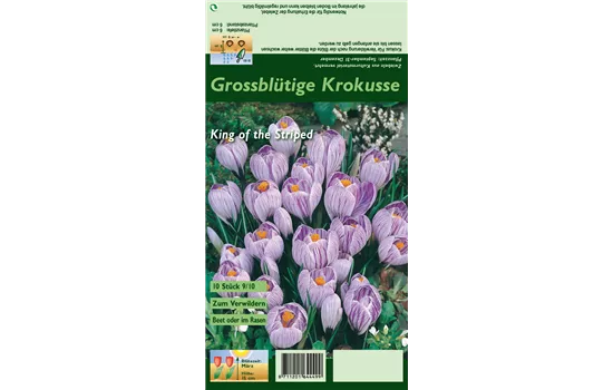 Frühlings-Krokus 'King of the Striped'