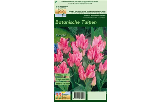 Tulpe 'Toronto'