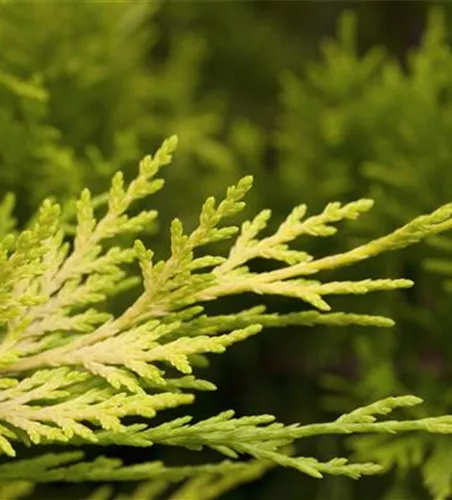 Cupressocyparis leyl.'Gold Rider'