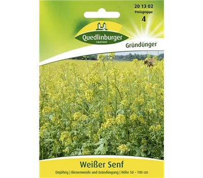 Gelbsenfsamen Gelbsenfsamen