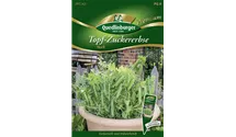 Pisum sativum 'Norli'