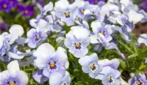 Viola cornuta
