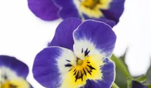 Viola cornuta
