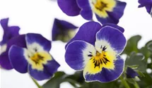 Viola cornuta