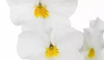 Viola cornuta