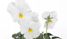 Viola cornuta