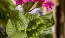 Viola cornuta