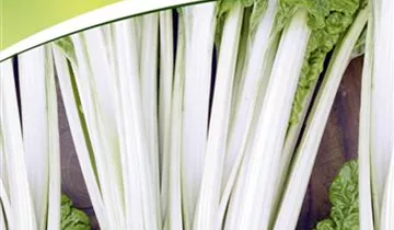 Beta vulgaris var. cicla 'Lucullus'