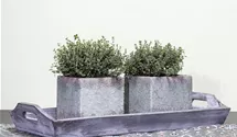 Thymus vulgaris