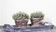 Thymus vulgaris