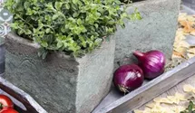 Thymus vulgaris
