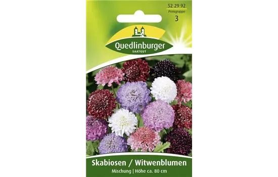 Samt-Skabiose-Samen Samt-Skabiose-Samen