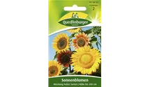 Helianthus annuus 'Mischung hoher Sorten'