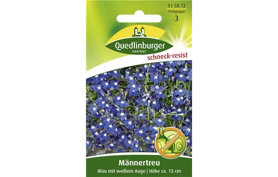Männertreusamen 'Blau mit weißem Auge' Männertreusamen 'Blau mit weißem Auge'