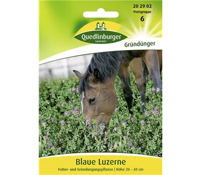 Luzernensamen Luzernensamen