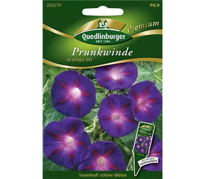 Trichterwindensamen 'Grandpa Ott' Trichterwindensamen 'Grandpa Ott'