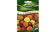 Tagetes patula 'Niedrige Mischung'