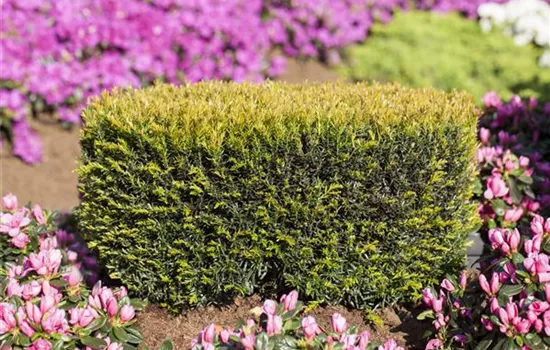 Taxus baccata 'Renke's Kleiner Grüner' -R-