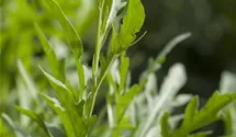 Eruca sativa