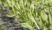 Eruca sativa