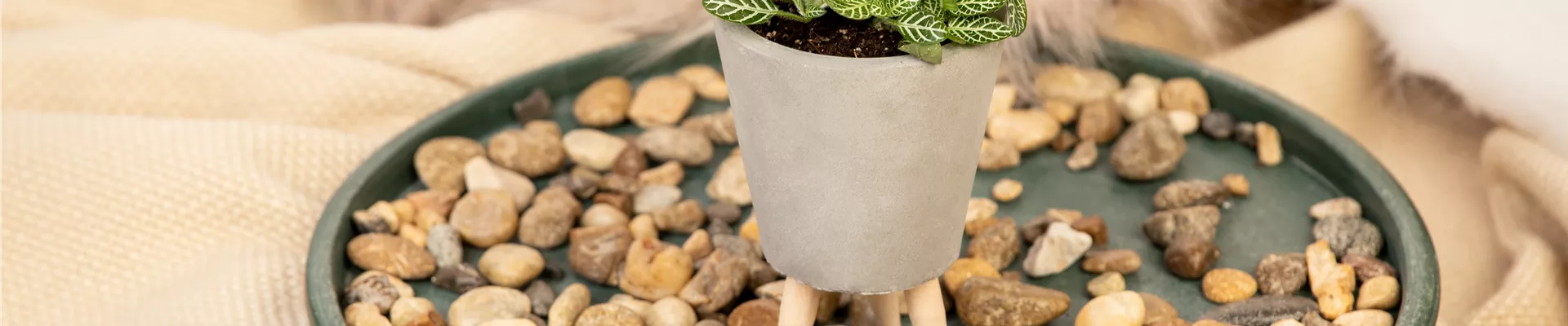 Fittonia verschaffeltii