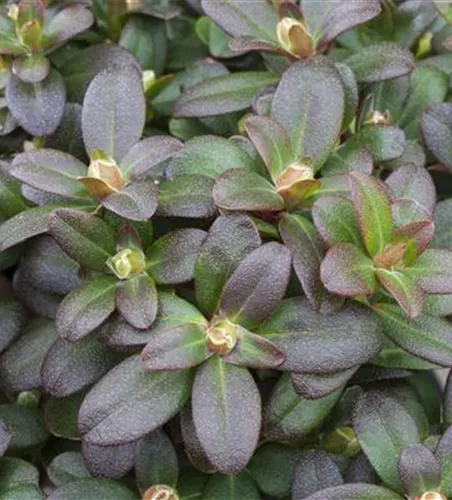 Rhododendron hanceanum 'Shamrock'