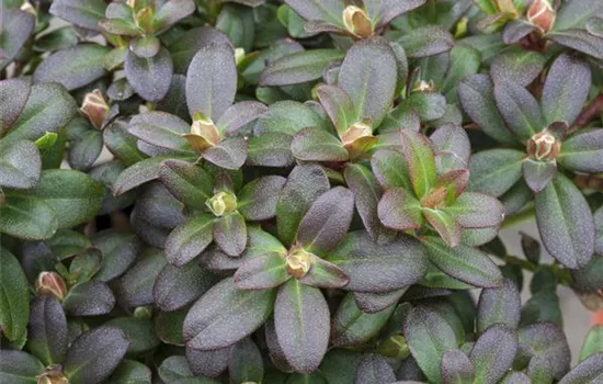 Rhododendron hanceanum 'Shamrock' Rhododendron hanceanum 'Shamrock'