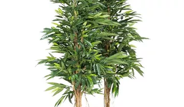 fleur ami LONGIFOLIA ROYAL NATURAL Kunstpflanze, 180 cm