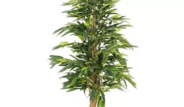 fleur ami LONGIFOLIA ROYAL NATURAL Kunstpflanze, 180 cm