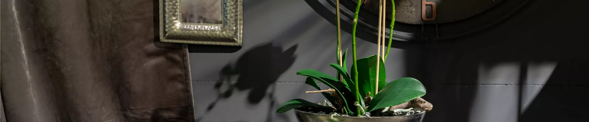 Deko - Ambiente mit Orchidee