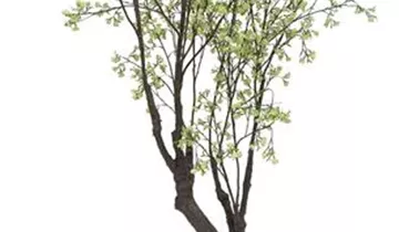 fleur ami KIRSCHBLÜTEN BAUM Kunstpflanze, 260 cm