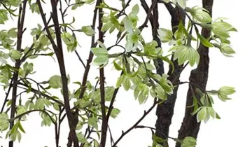 fleur ami KIRSCHBLÜTEN BAUM Kunstpflanze, 260 cm