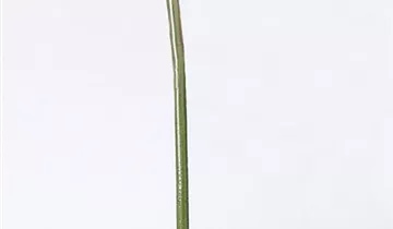 fleur ami GERBERA Abschnitte, 0,17/15 cm