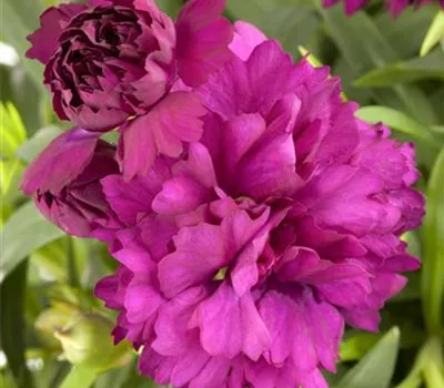 Gartennelke Gartennelke