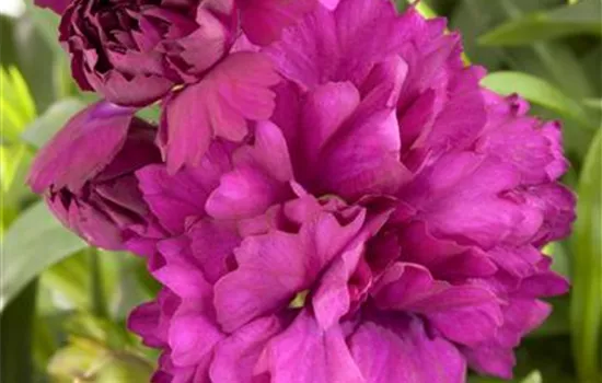 Gartennelke Gartennelke