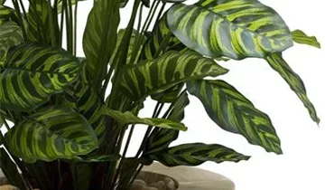 fleur ami SETS PREMIUM, CONICAL 48x48/110 cm creme, CALATHEA 80 cm