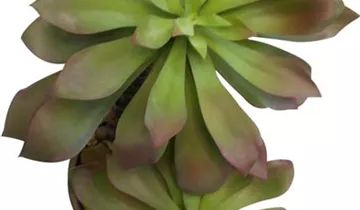fleur ami SUKKULENTE Kunstpflanze, 55 cm
