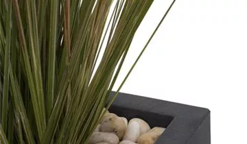 fleur ami SETS ECONOMY, EASY 40x40/40 cm matt-anthrazit, ZWIEBELGRAS 90 cm