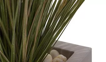 fleur ami SETS ECONOMY, EASY 40x40/40 cm marble-grey, ZWIEBELGRAS 90 cm