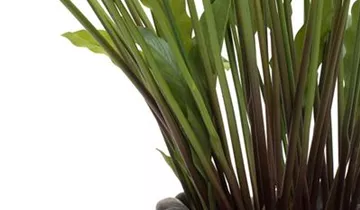 fleur ami SETS BUSINESS, ROCKY, 35/79 cm bronze, CALATHEA 85 cm