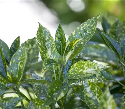 Aucuba japonica 'Crotonifolia' Aucuba japonica 'Crotonifolia'