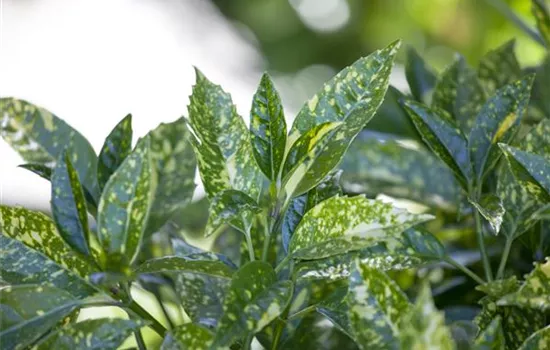 Aucuba japonica 'Crotonifolia'