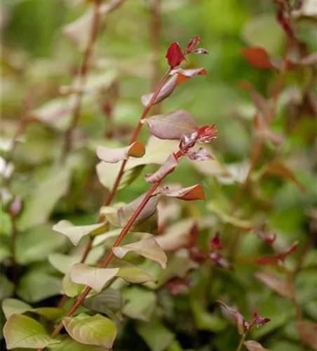 Lagerstroemia indica