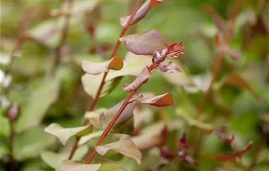Lagerstroemia indica Lagerstroemia indica